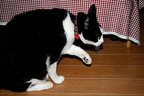 img_mimi_9890.jpg