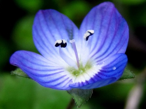 オオイヌノフグリの花 早春 3月中旬 の高尾山での自然観察 その3 しろうと自然科学者の自然観察日記 楽天ブログ