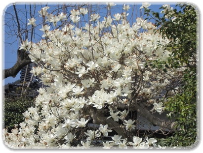 木蓮の花_9093.jpg