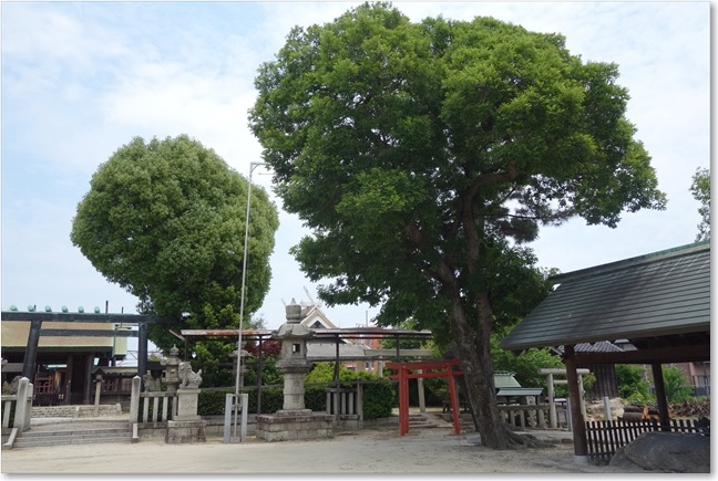 37どちらがご神木なのか？