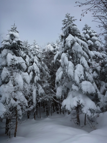樹霜201401024.jpg