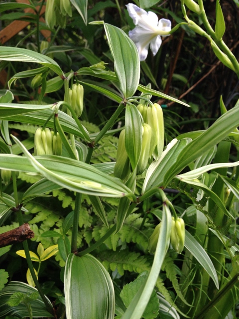 IMG_6898 (480x640).jpg