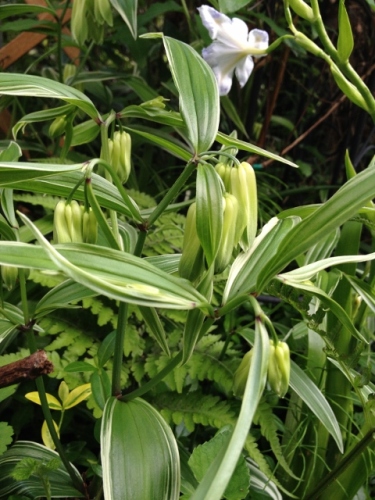 IMG_6898 (480x640).jpg