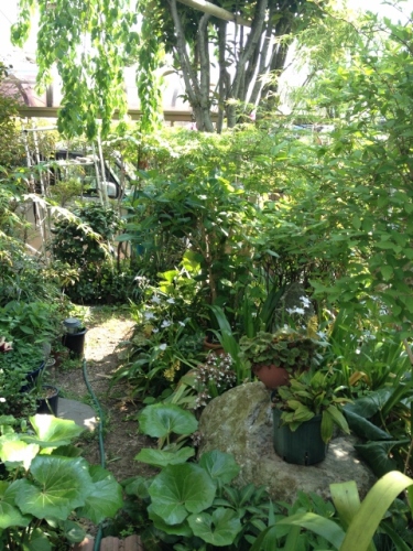 IMG_6990 (480x640).jpg