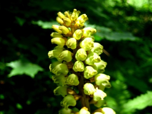 ラン科植物の特徴がわかりにくいオニノヤガラの花 自然観察の振返り 1 ラン科の植物 第2回 しろうと自然科学者の自然観察日記 楽天ブログ