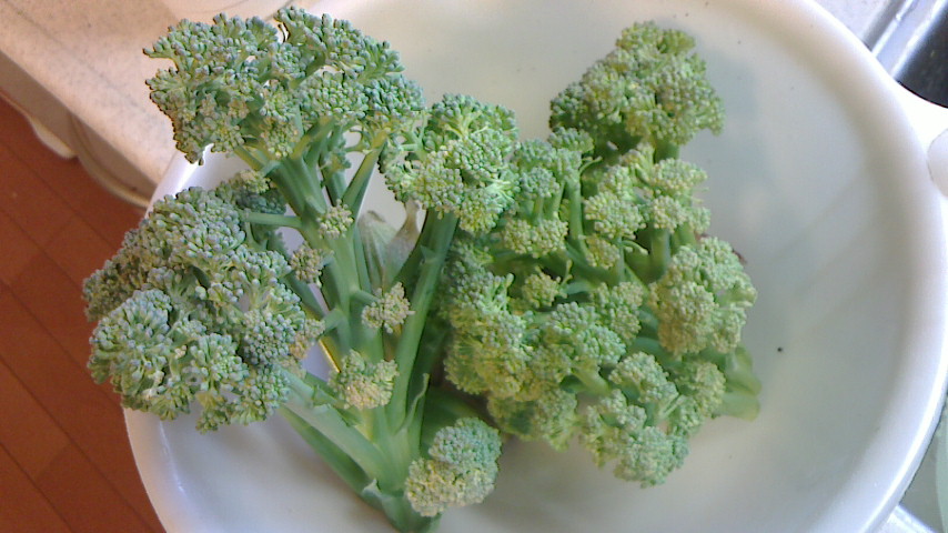 NEC_0170.JPG