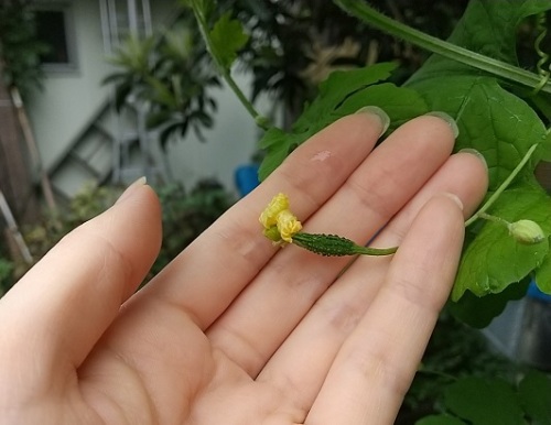 ヘチマの雌花がやっと成長を始めました O ネコ様とガーデニング 楽天ブログ