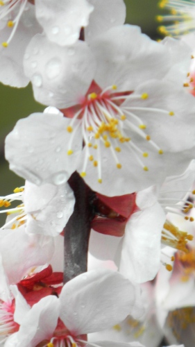 037名阪国道南側の梅 (5).JPG