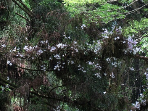 セッコクの花 サイハイランの花 5月下旬の高尾山 21年5月26日撮影 しろうと自然科学者の自然観察日記 楽天ブログ