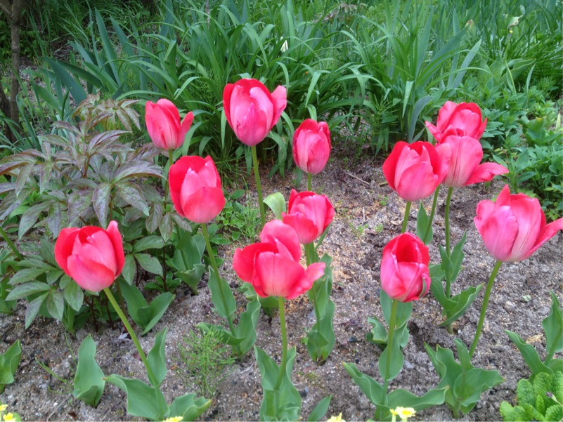 201305100921_9922_iphone.jpg