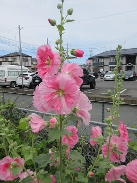 タチアオイ.jpg