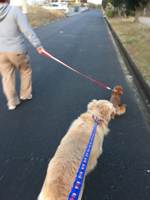 今日の散歩.jpg