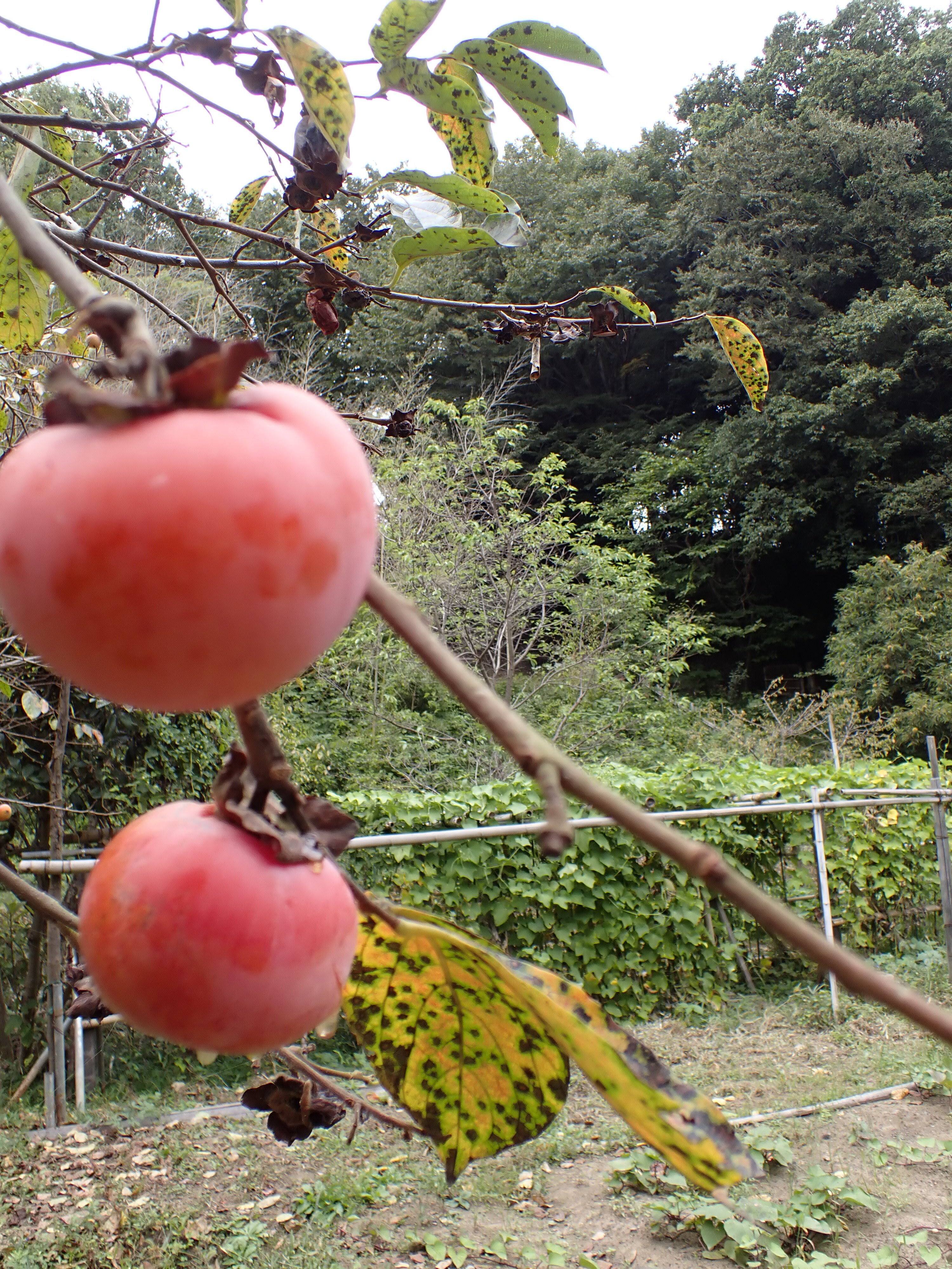 _A090145.JPG
