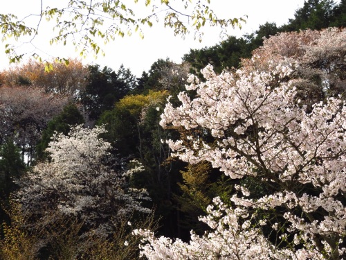 桜満開（いきいき公園）9337.jpg