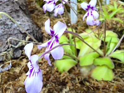咲くやこの花館　　雪蛍.jpg