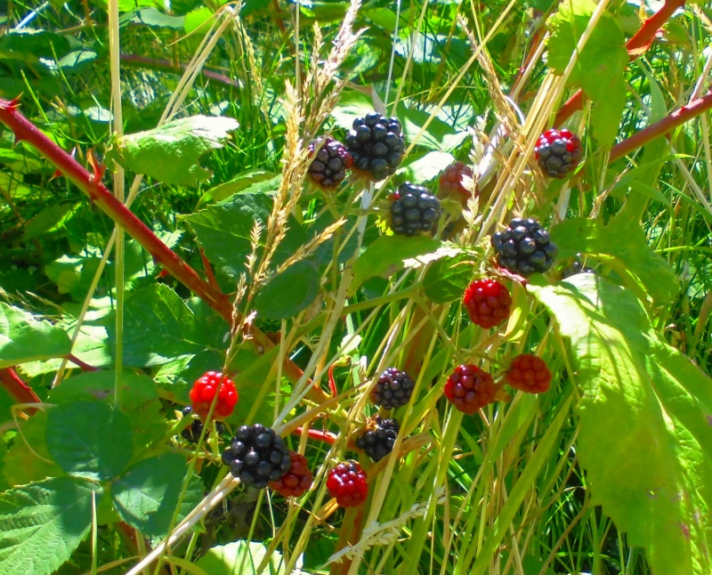 black berry at BH trimmed.jpg