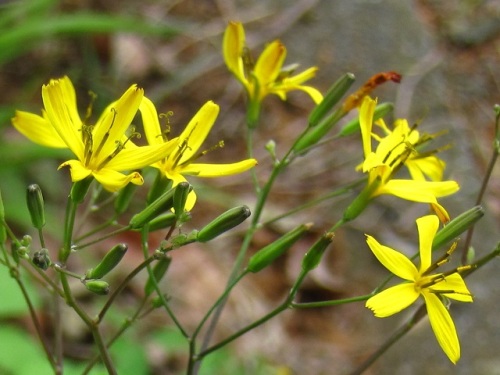 ニガナの花 質素 という花言葉は 舌状花が5枚だけの直径1 5センチ程度の小さい花で 飾り気がなくつつましいので付けられたのでしょうか しろうと自然科学者の自然観察日記 楽天ブログ