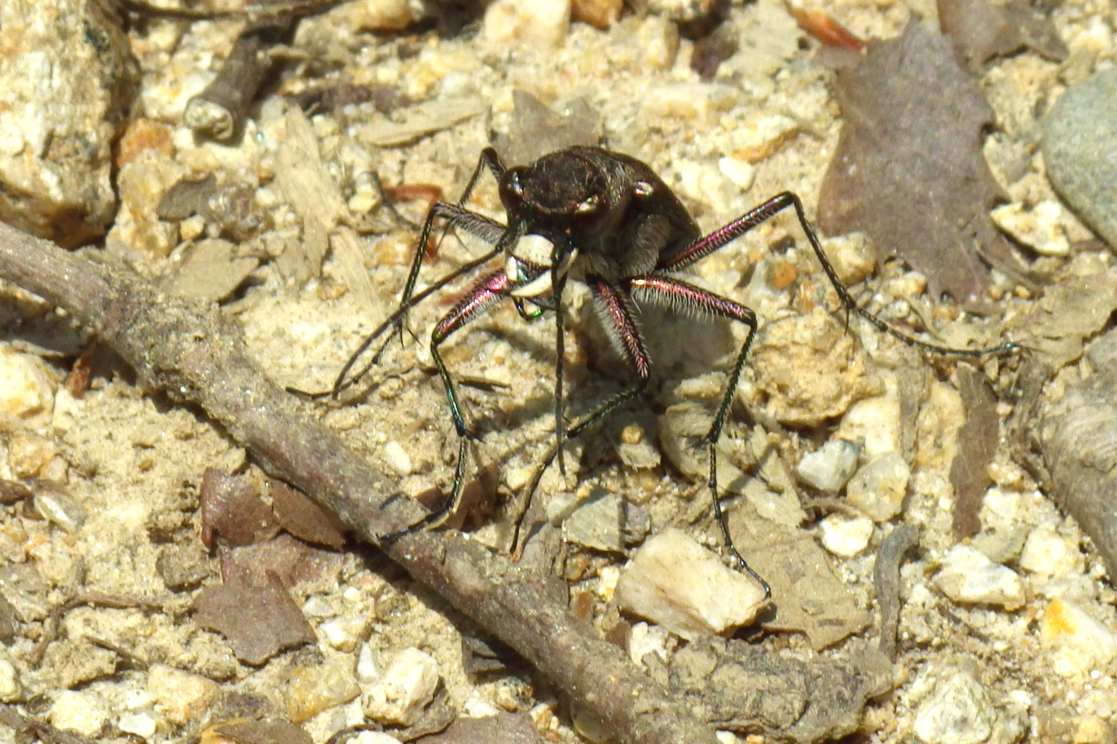 ニワハンミョウ