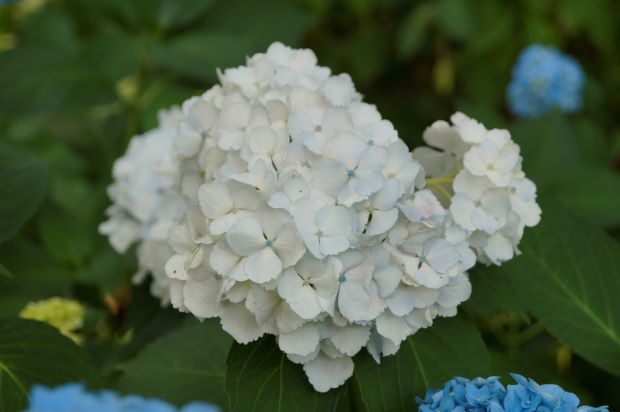 _DSC0844.JPG