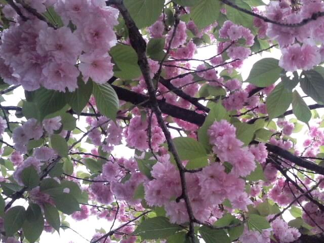 見上げる牡丹桜2017