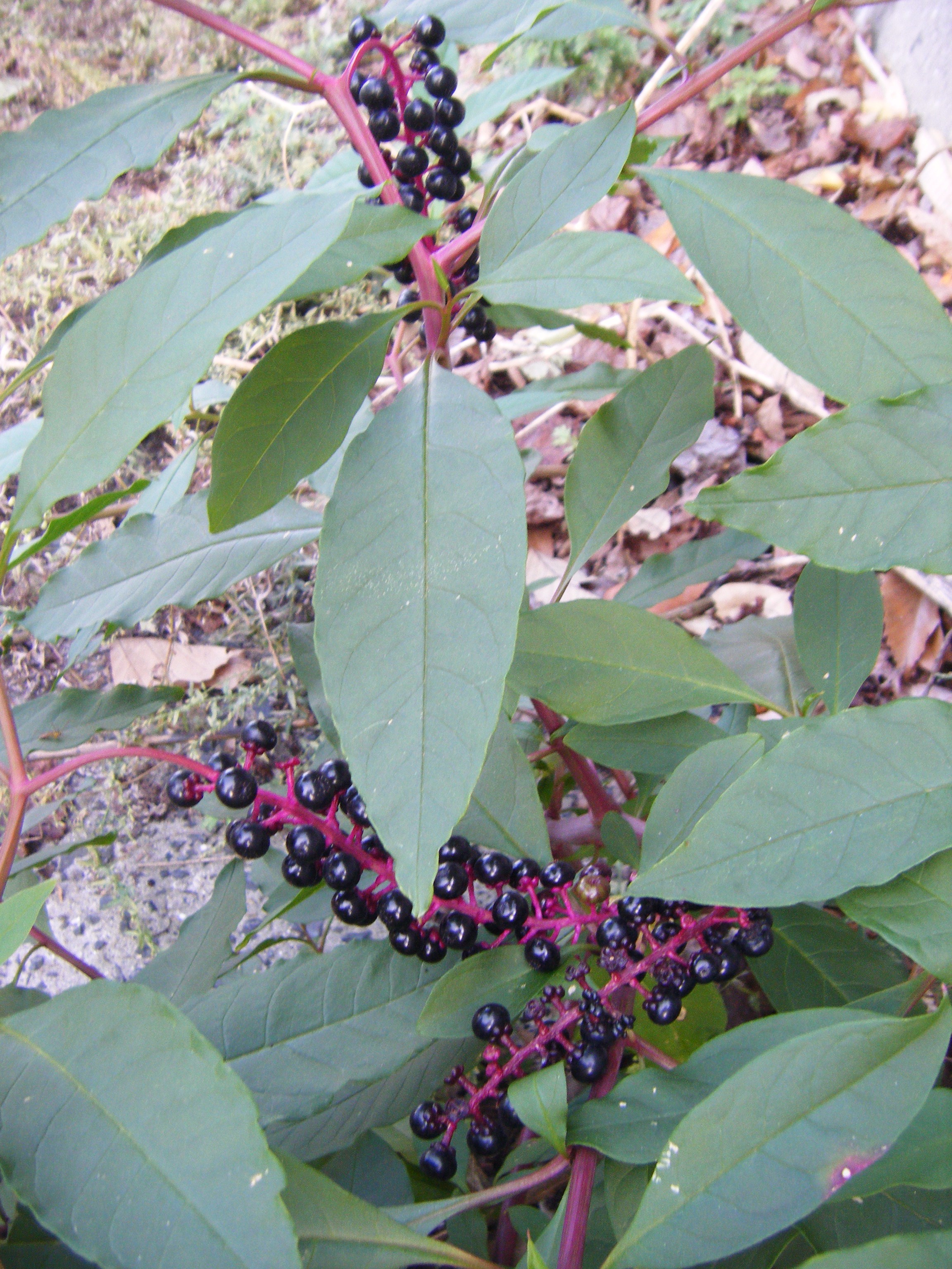 DSCF1329.jpg