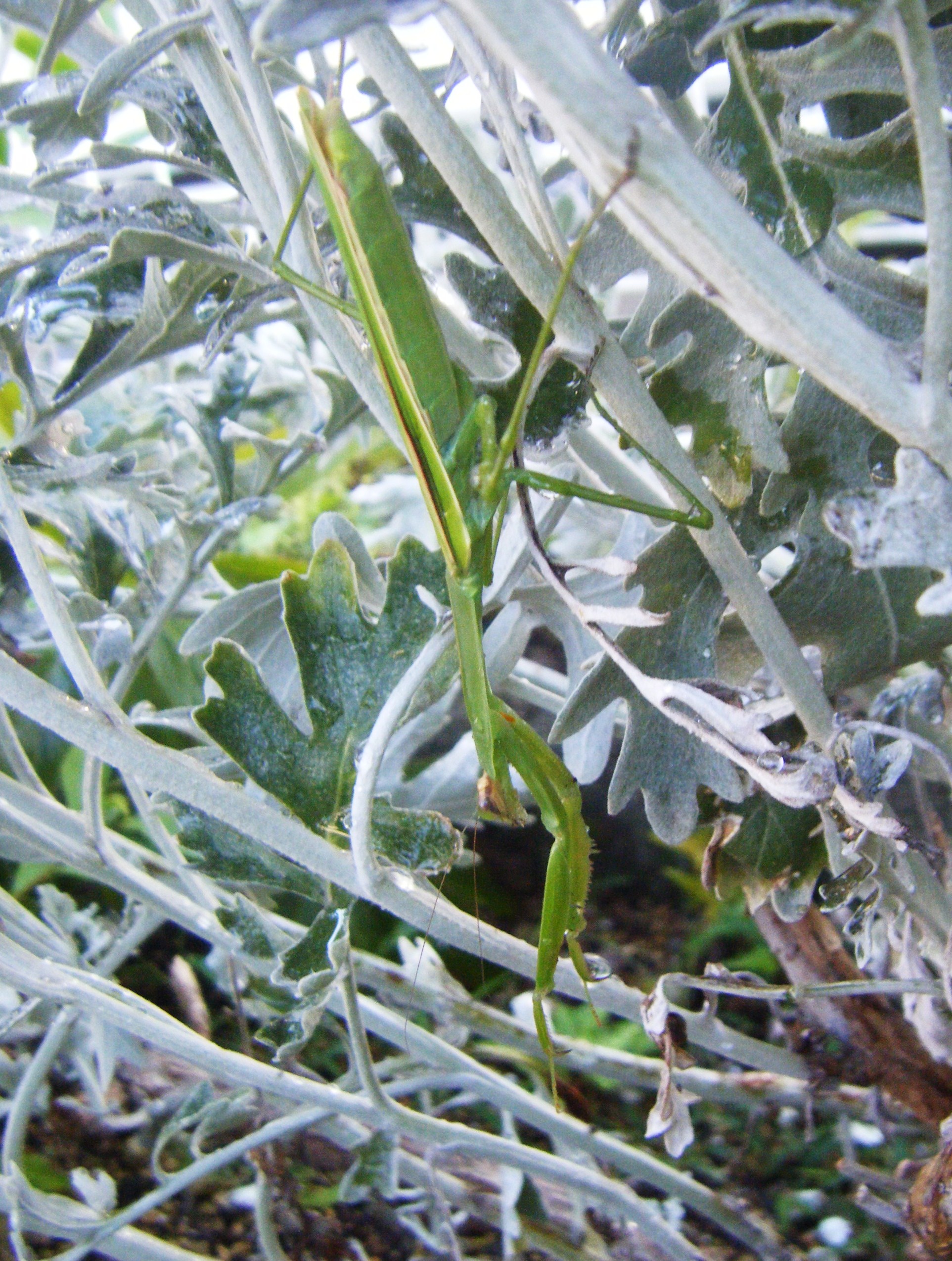 DSCF0762.jpg