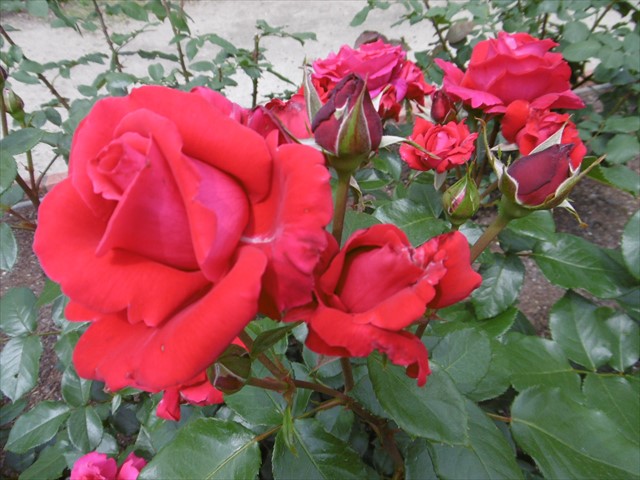 P1200713_R.JPG