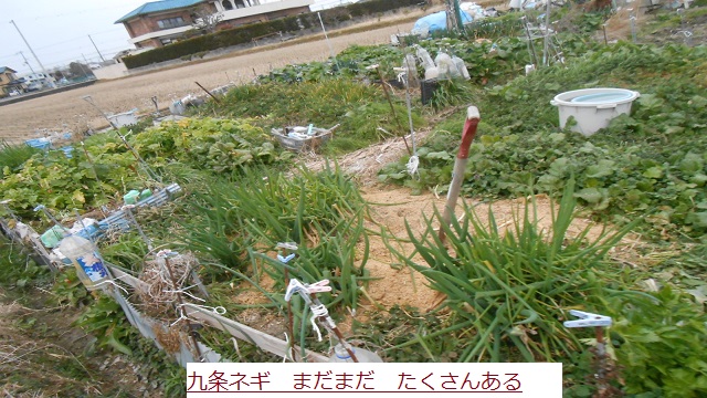 しりようねきねき.JPG