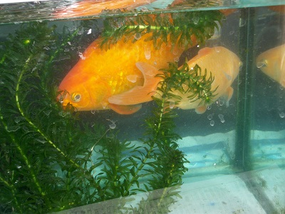 金魚.jpg