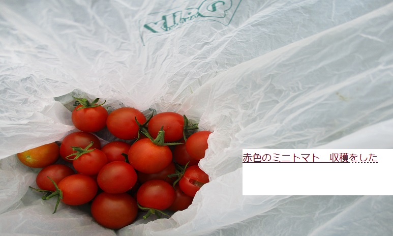 あかみに (2).JPG