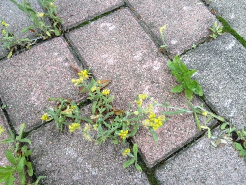 IMG_9305 (640x480).jpg