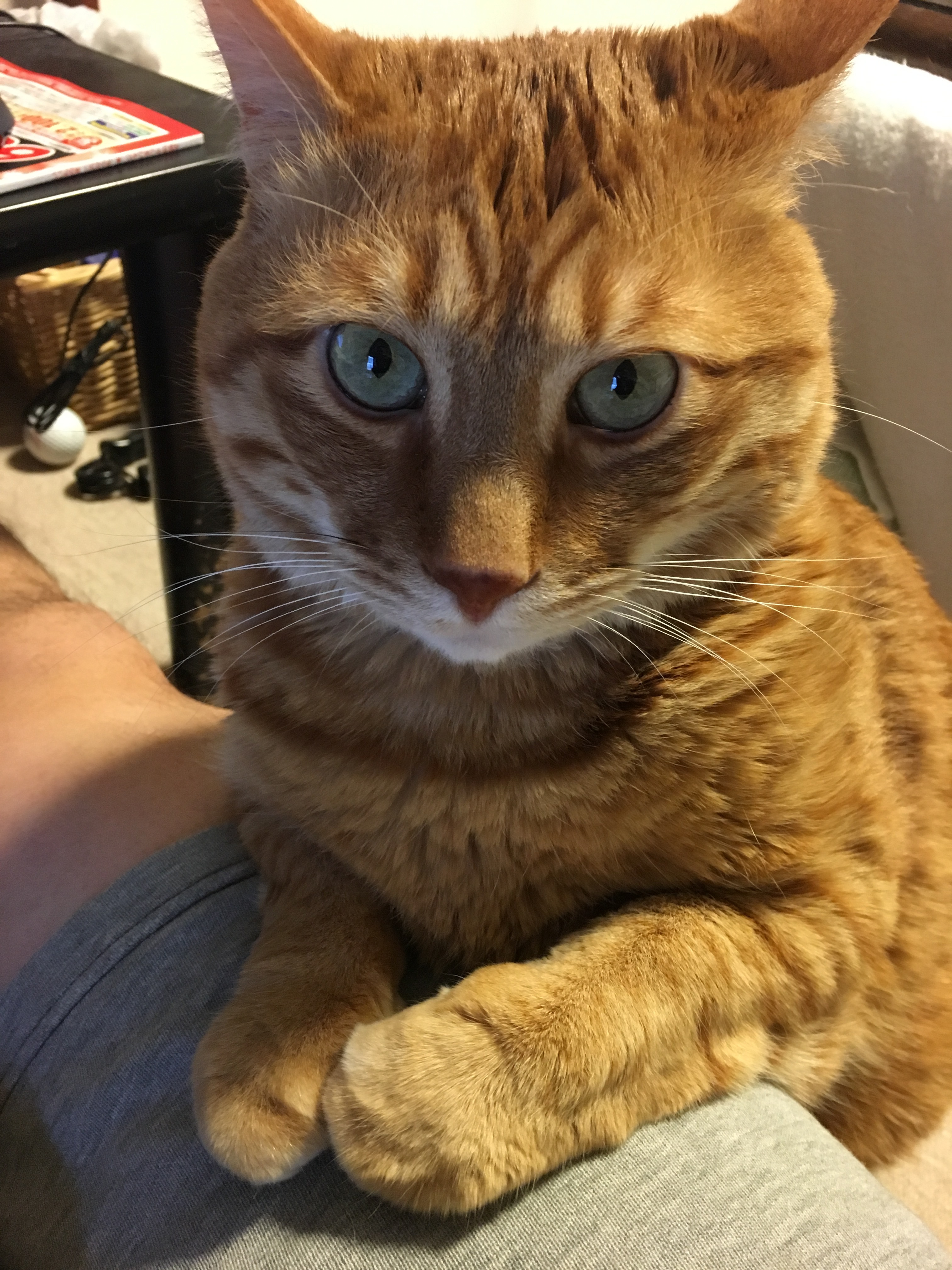 image.jpeg