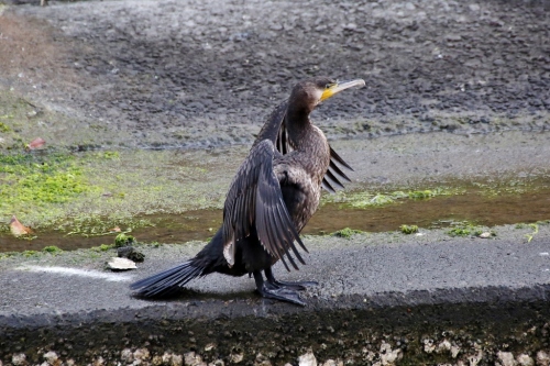 B97A2485 (1024x683).jpg