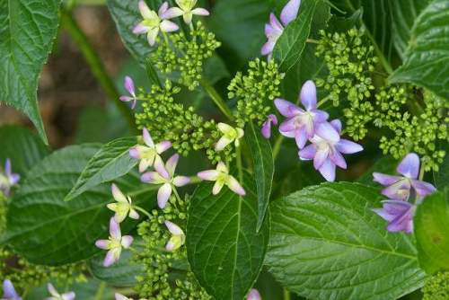 墨田の花火.jpg