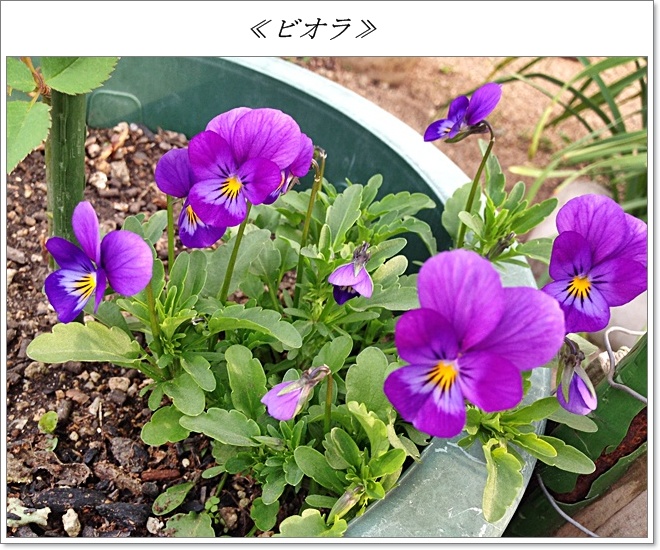 ビオラIMG_1644.jpg