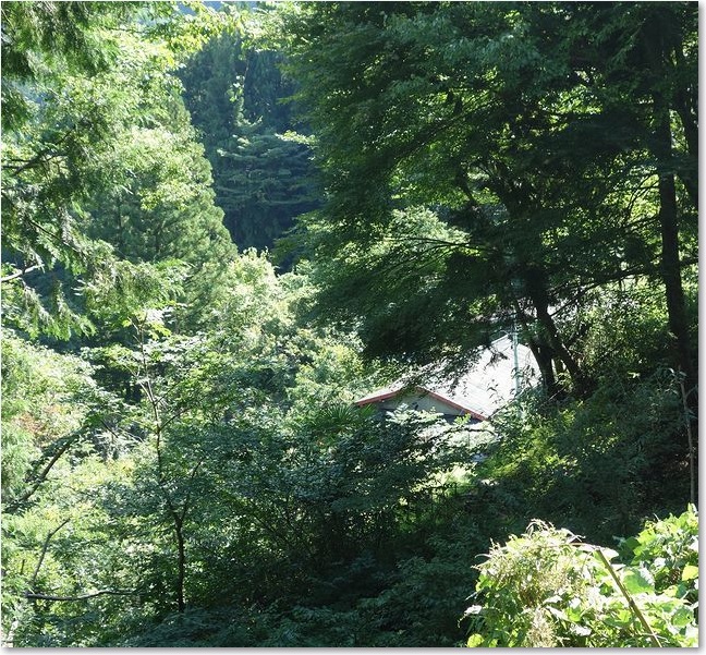 74緑に埋もれる家