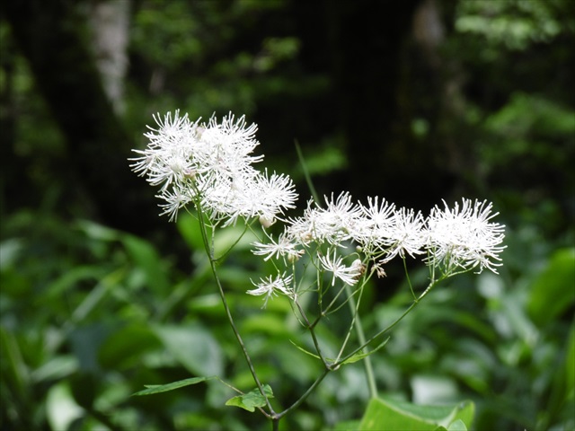 P1250130_R.JPG