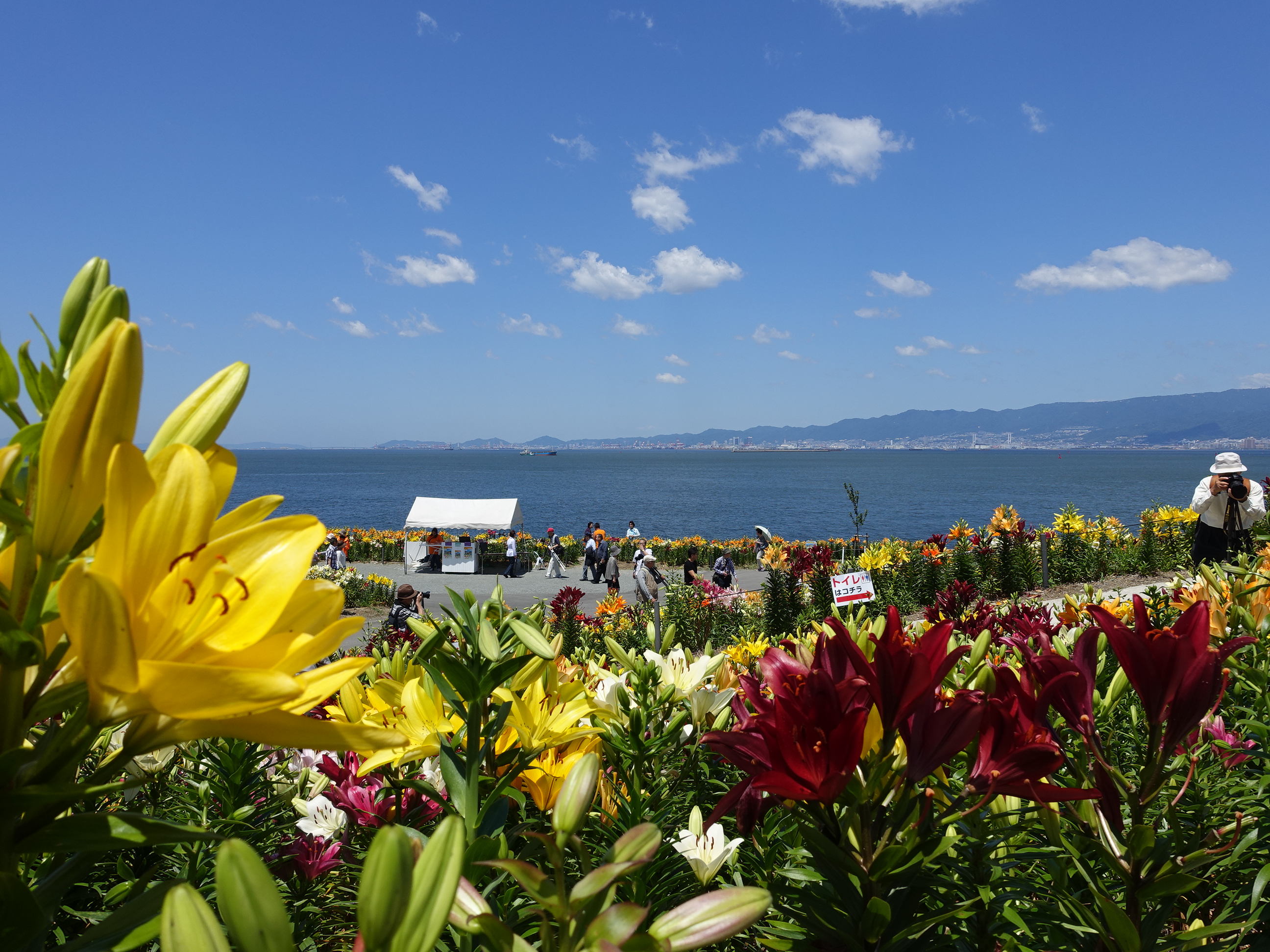 7　舞洲ゆり園入園直後の風景 (2).JPG