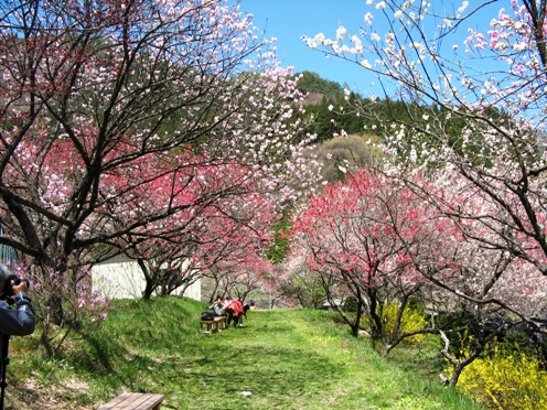 3　左右に花桃.jpg