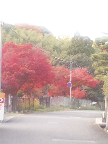 高畑紅葉１.jpg