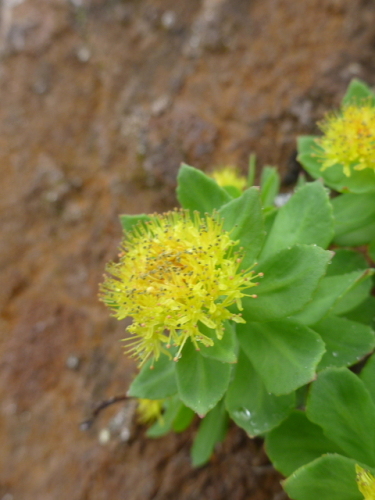 南八ヶ岳の花201307145.jpg