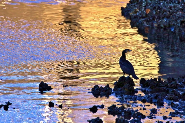 P95A3451 (640x427).jpg