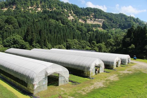 80214大蔵村升玉ワサビのハウス栽培500.jpg
