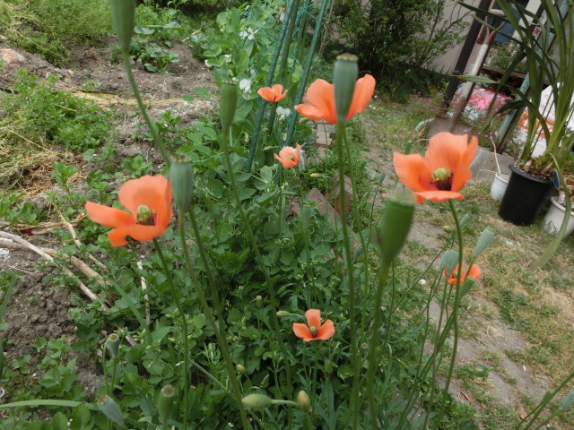 ポピー.JPG
