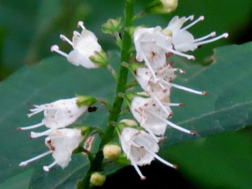 シモバシラの花 高尾山での自然観察 その7 しろうと自然科学者の自然観察日記 楽天ブログ