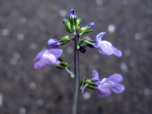 葉が松の葉のように細いウンランの仲間のマツバウンランの花 自然観察の振返り 22 オオバコ科の植物 第3回 しろうと自然科学者の自然観察日記 楽天ブログ