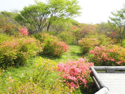 140520yahatatsutsuji2.jpg