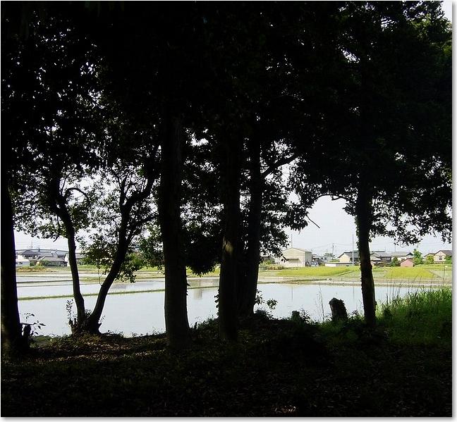 19森の中から・・・