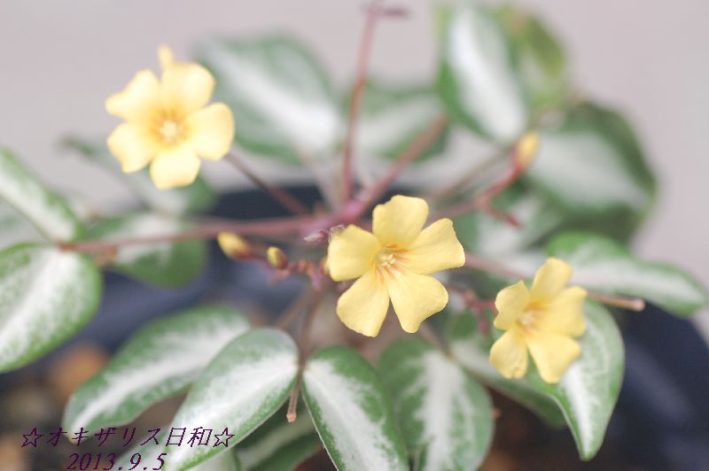 DSC_8906.JPG