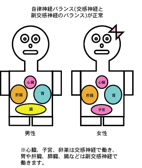 部分と全体 内臓同士の関係 快風身体均整院 楽天ブログ